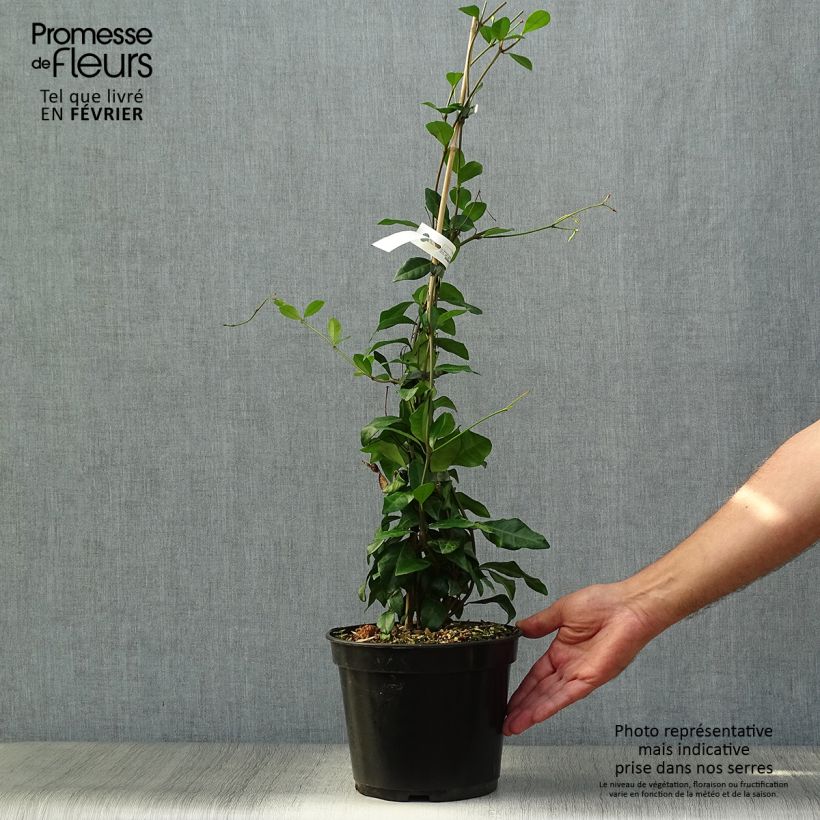 Esemplare di Trachelospermum asiaticum Chili & Vanilla - Faux-jasmin  Pot de 3L/4L come consegnato in autunno