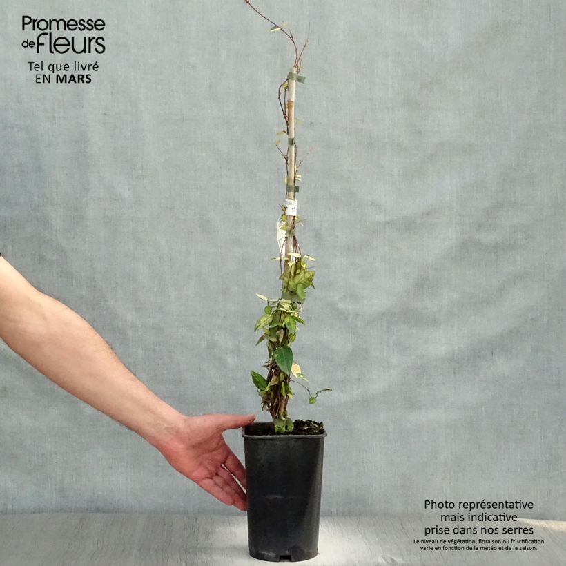 Trachelospermum asiaticum Ogon-Nishiki - Falso gelsomino asiatico Vaso da 2L/3L esemplare consegnato in primavera