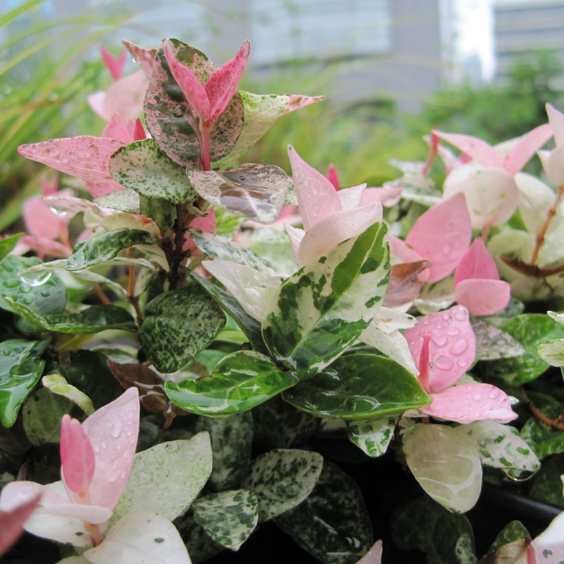 Trachelospermum asiaticum Tricolor -Falso gelsomino asiatico (Fogliame)