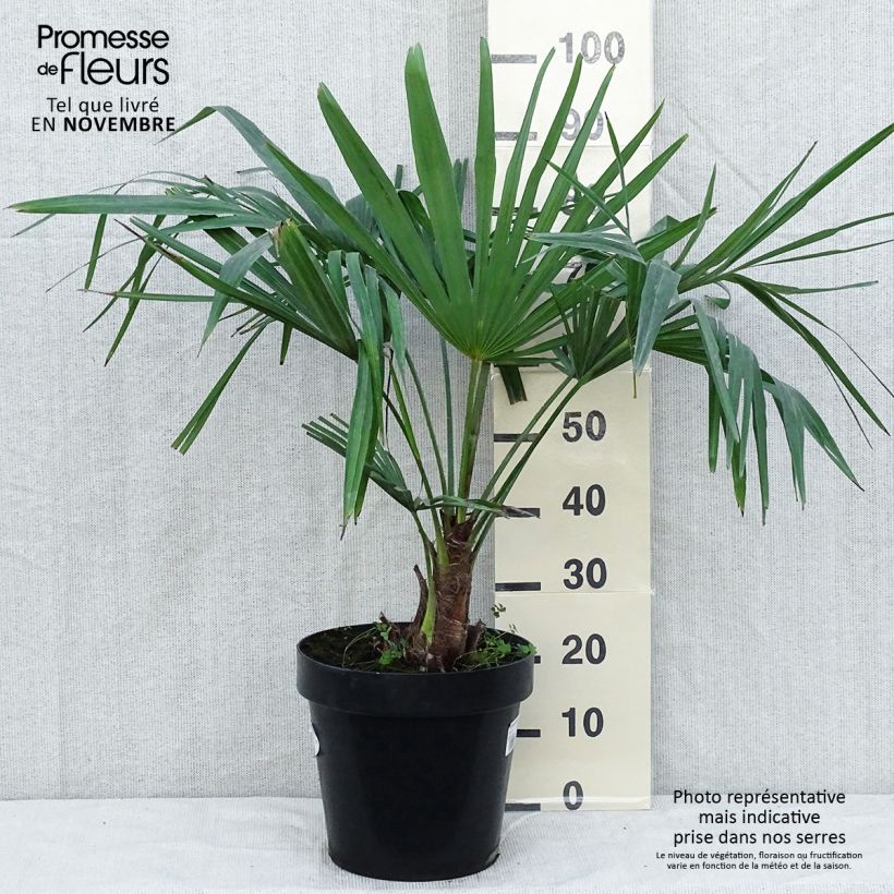 Esemplare di Trachycarpus fortunei - Palma di Fortune Vaso da 7,5L/10L come consegnato in autunno