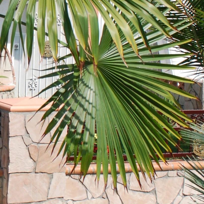 Trachycarpus latisectus (Foliage)