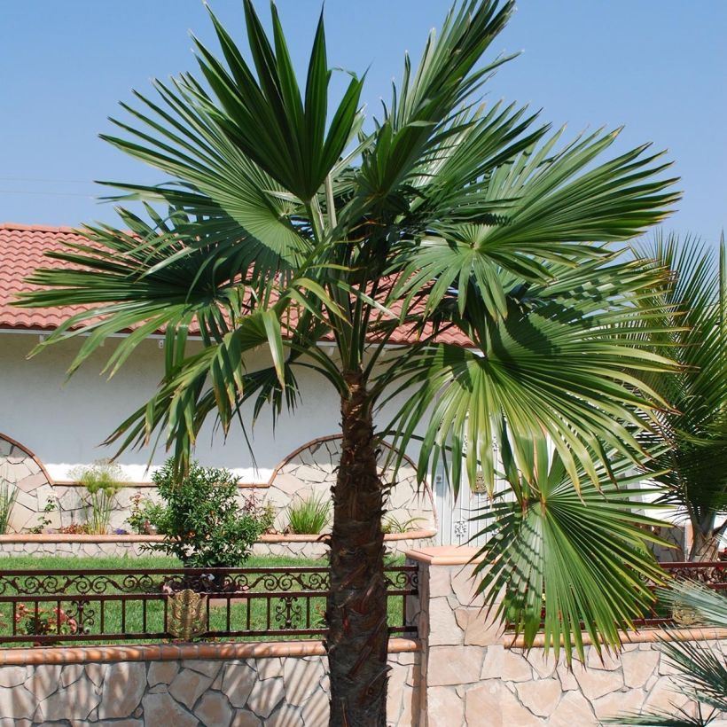 Trachycarpus latisectus (Plant habit)