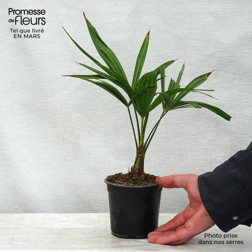 Example of Trachycarpus latisectus Vaso da Ø 12 cm / 13 cm as you get in printemps