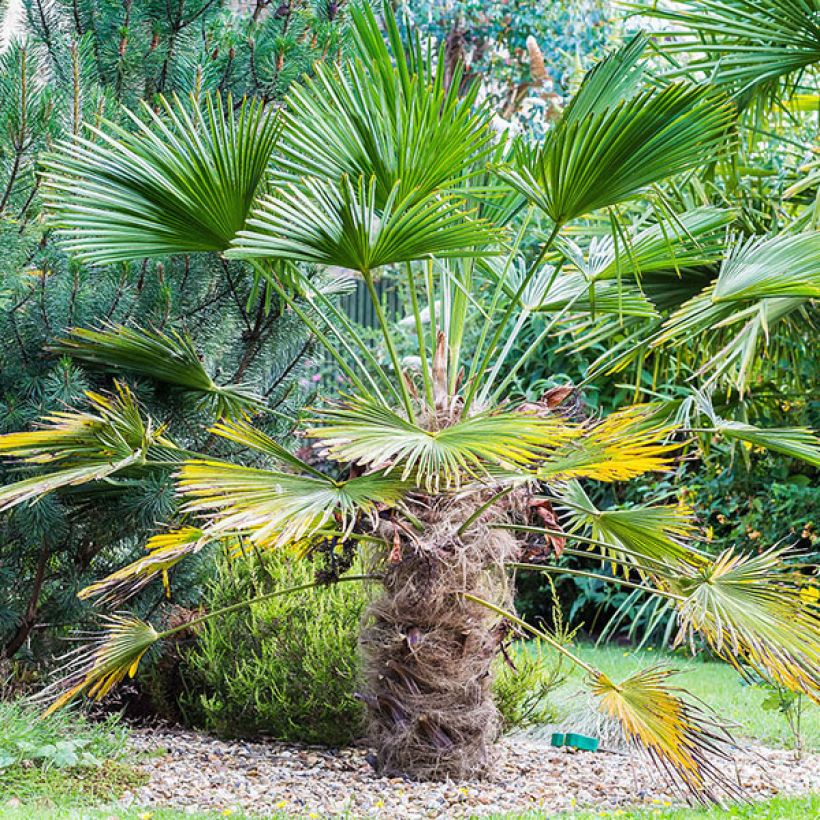 Trachycarpus wagnerianus (Plant habit)