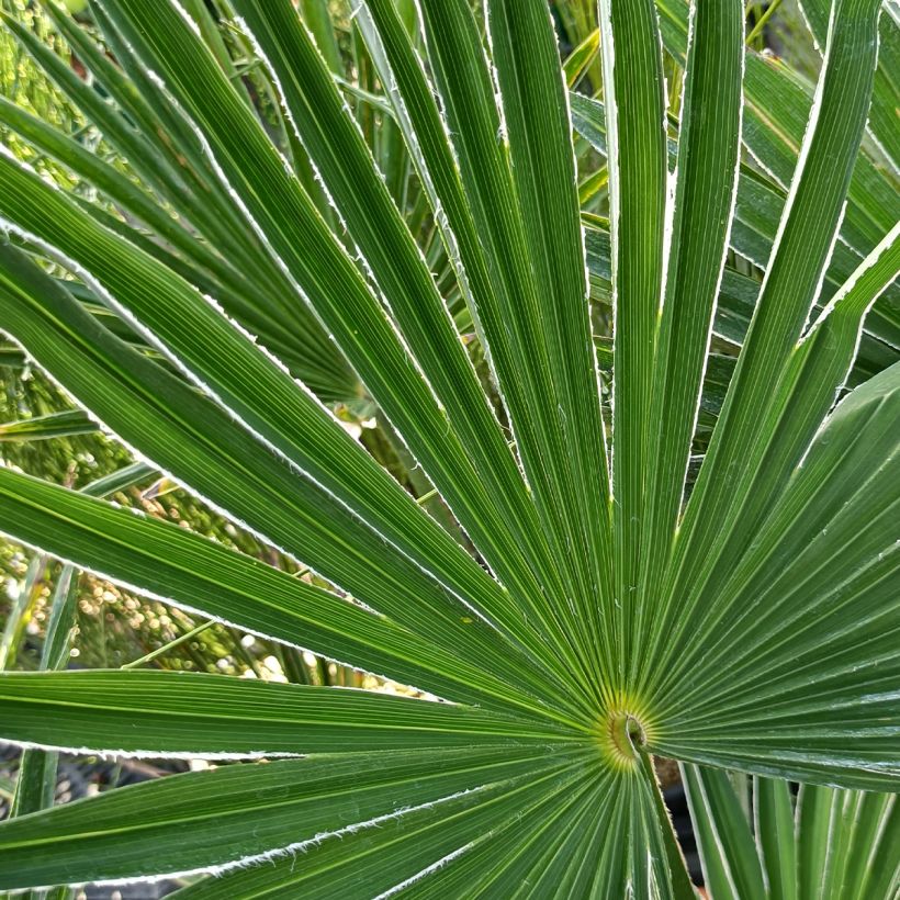 Trachycarpus wagnerianus (Foliage)