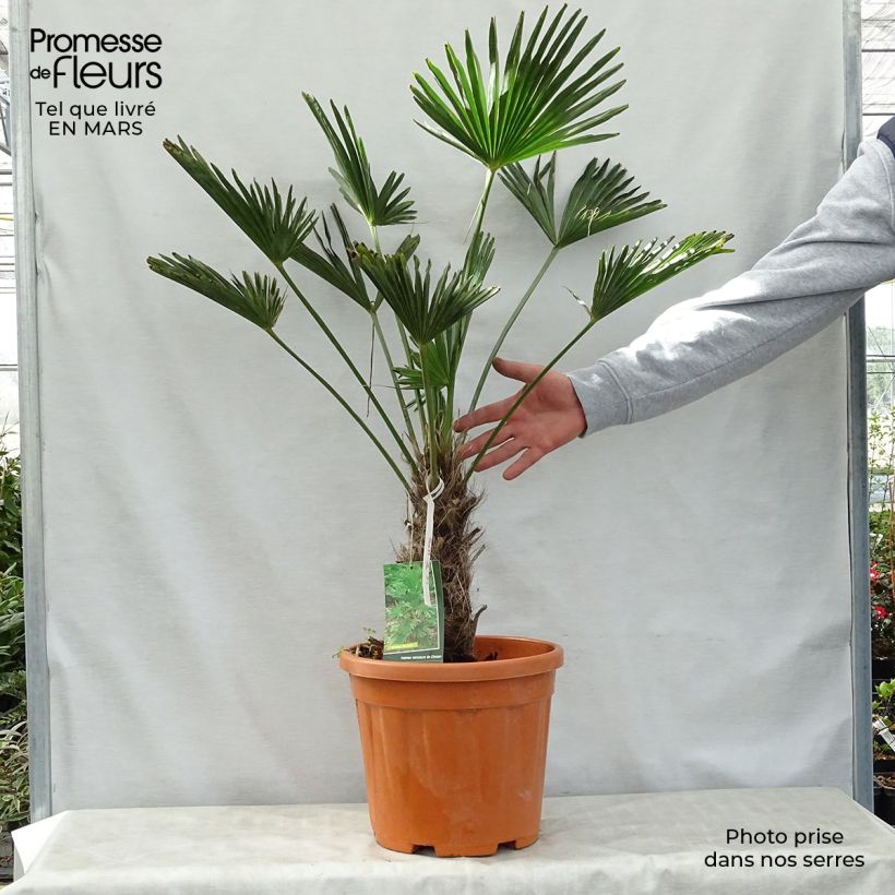 Example of Trachycarpus wagnerianus Vaso da 12L/15L, Vaso impalcato alto as you get in printemps