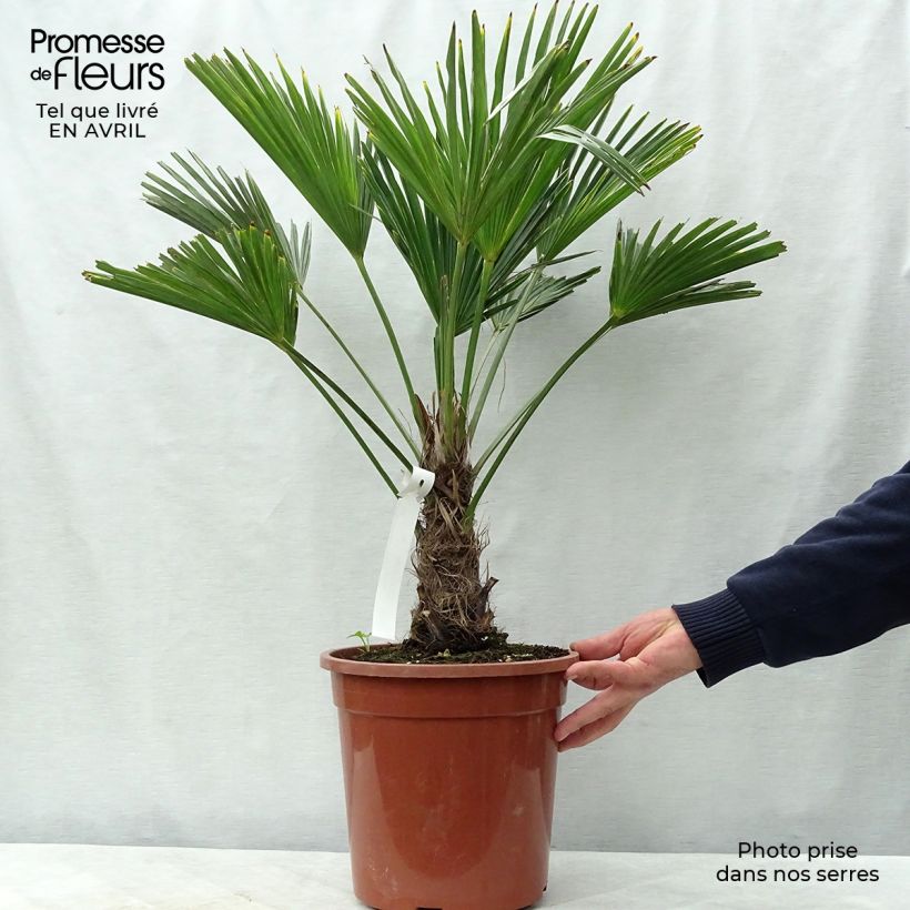 Example of Trachycarpus wagnerianus Vaso da 6L/7L as you get in printemps