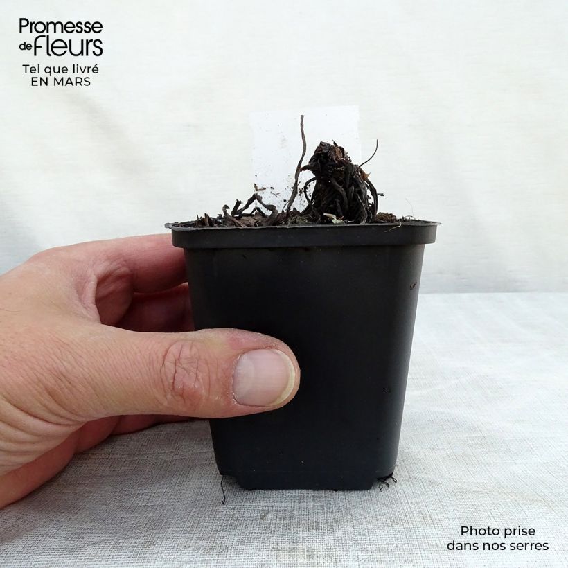 Example of Trachystemon orientalis Vasetto da 8/9 cm as you get in printemps