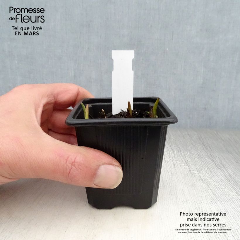 Tradescantia andersoniana Domaine de Courson Vasetto da 8/9 cm esemplare consegnato in primavera