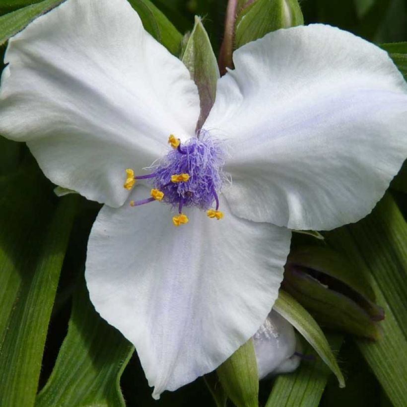 Tradescantia andersoniana Osprey (Flowering)