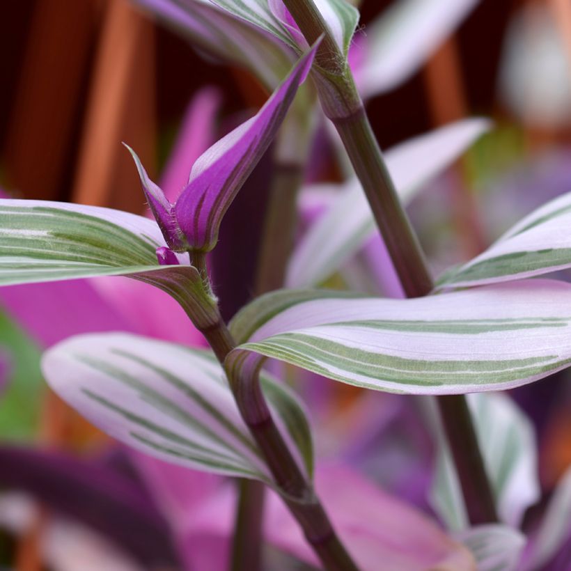 Tradescantia cerinthoides Sweetness - Pianta miseria (Foliage)
