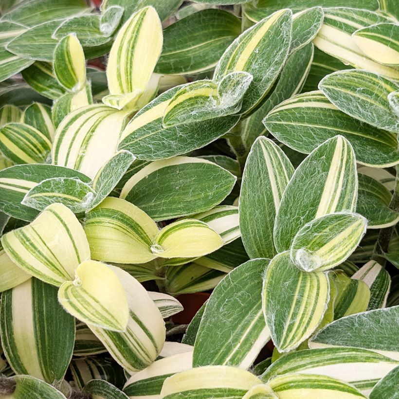 Tradescantia sillamontana Variegata - Pianta miseria (Fogliame)