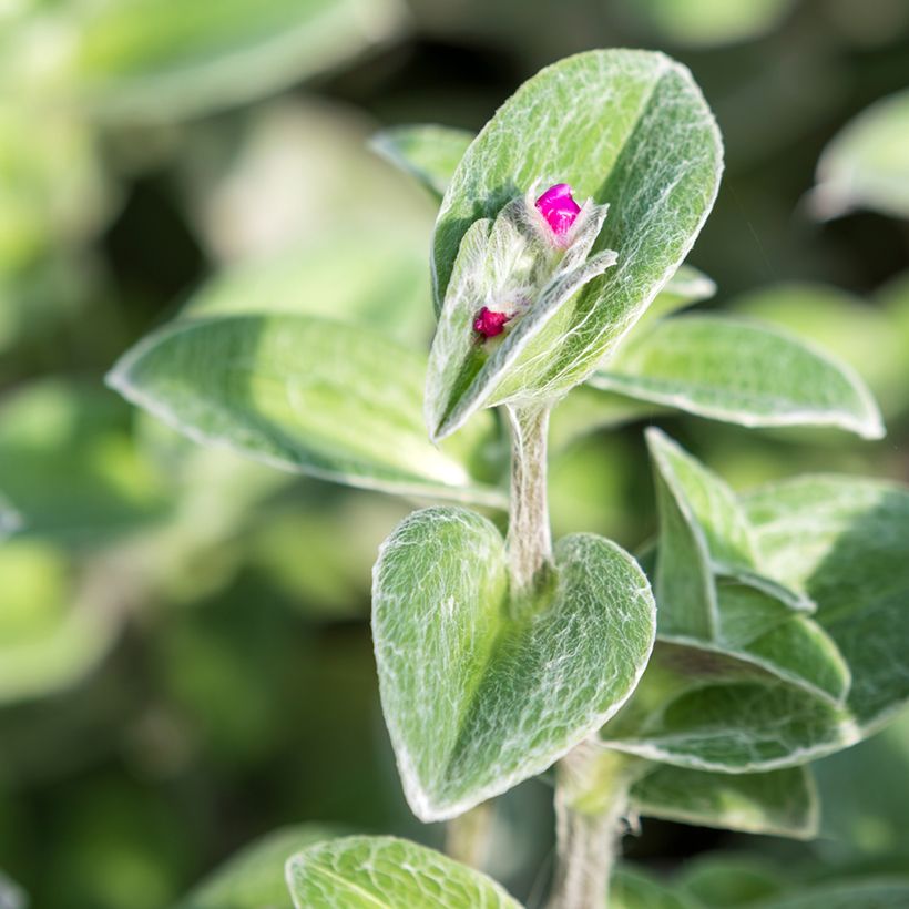 Tradescantia sillamontana - Pianta miseria (Foliage)