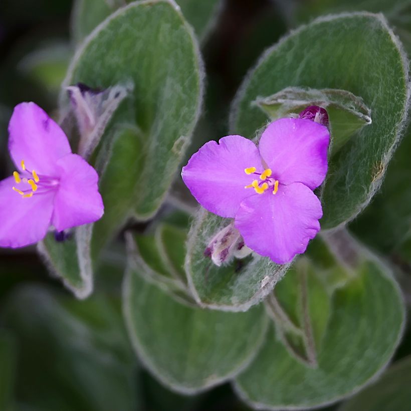 Tradescantia sillamontana - Pianta miseria (Flowering)