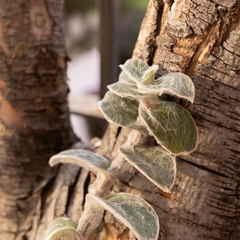 Tradescantia sillamontana - Pianta miseria (Plant habit)