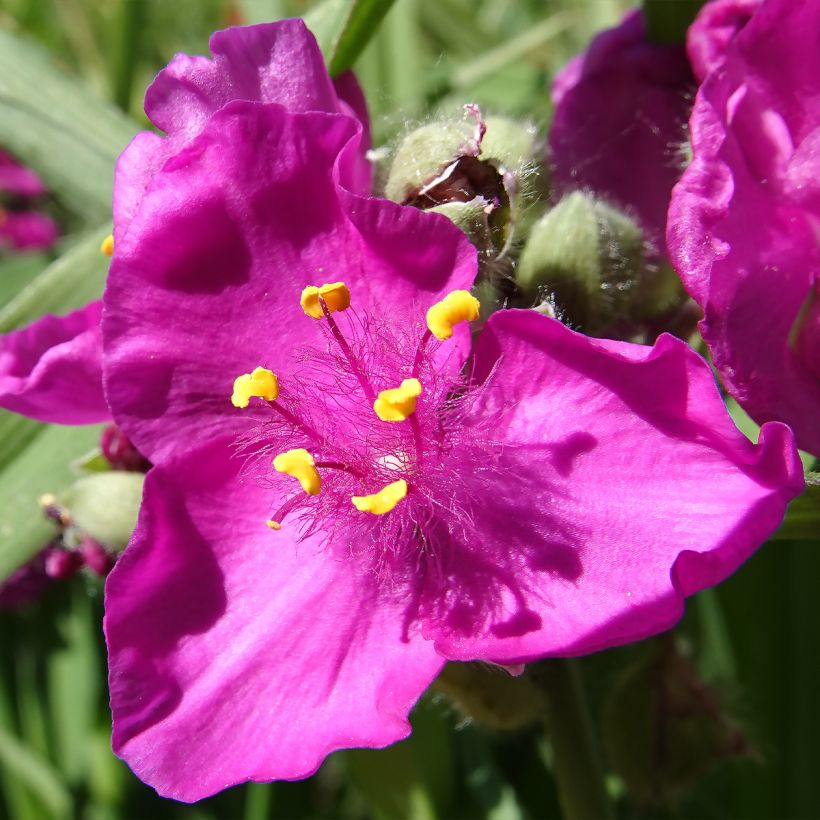 Tradescantia virginiana Brevicaulis - Tradescanzia (Fioritura)