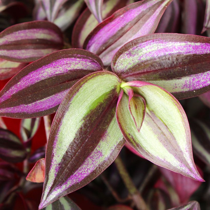 Tradescantia zebrina Pink Joy - Pianta miseria (Fogliame)