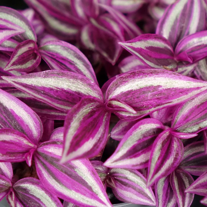 Tradescantia zebrina Pink Paradise - Pianta miseria (Fogliame)