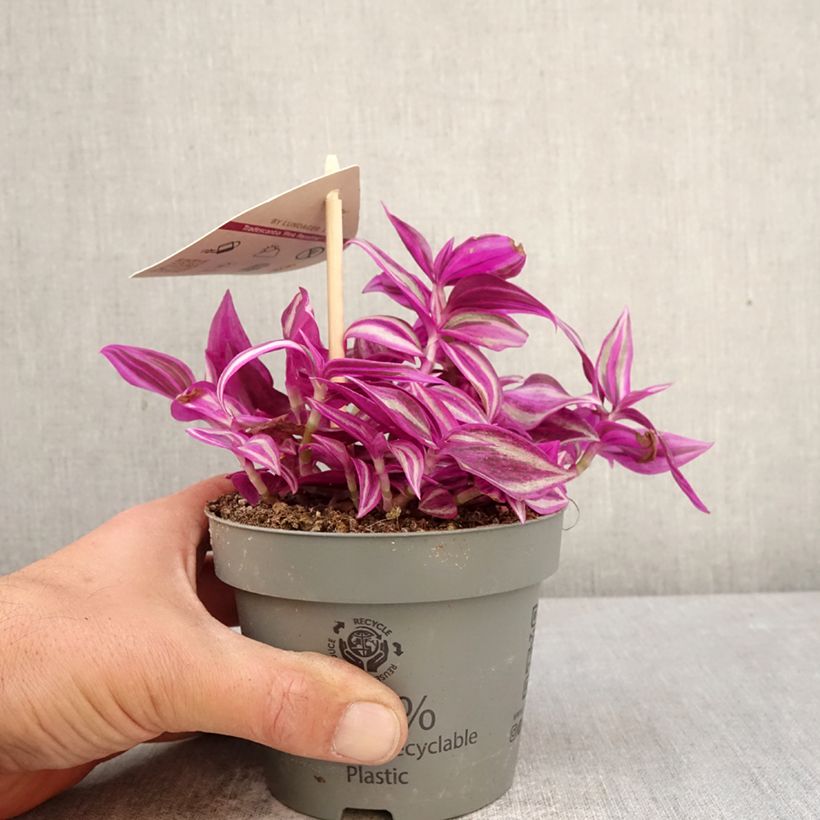 Tradescantia zebrina Pink Paradise - Pianta miseria Vaso da Ø 12 cm / 13 cm esemplare consegnato in primavera