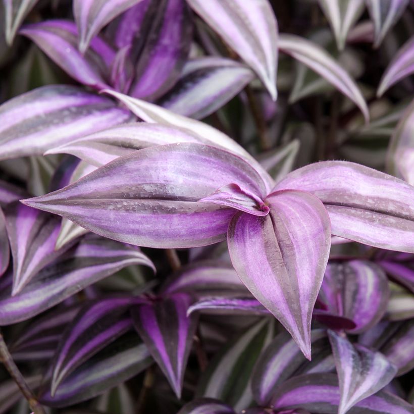 Tradescantia zebrina Purple Joy - Pianta miseria (Foliage)