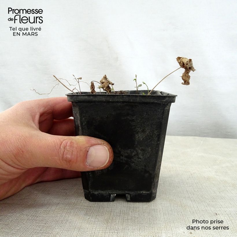 Example of Trautvetteria caroliniensis Vasetto da 8/9 cm as you get in printemps