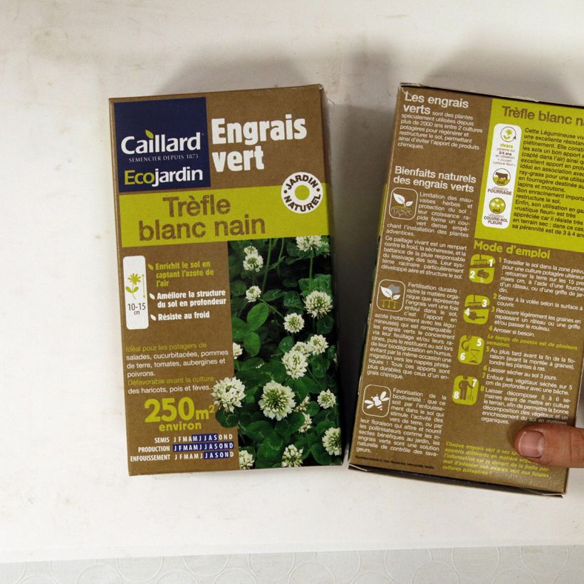 Esempio di esemplare Trifolium repens nain - Trifoglio bianco Semi come consegnato