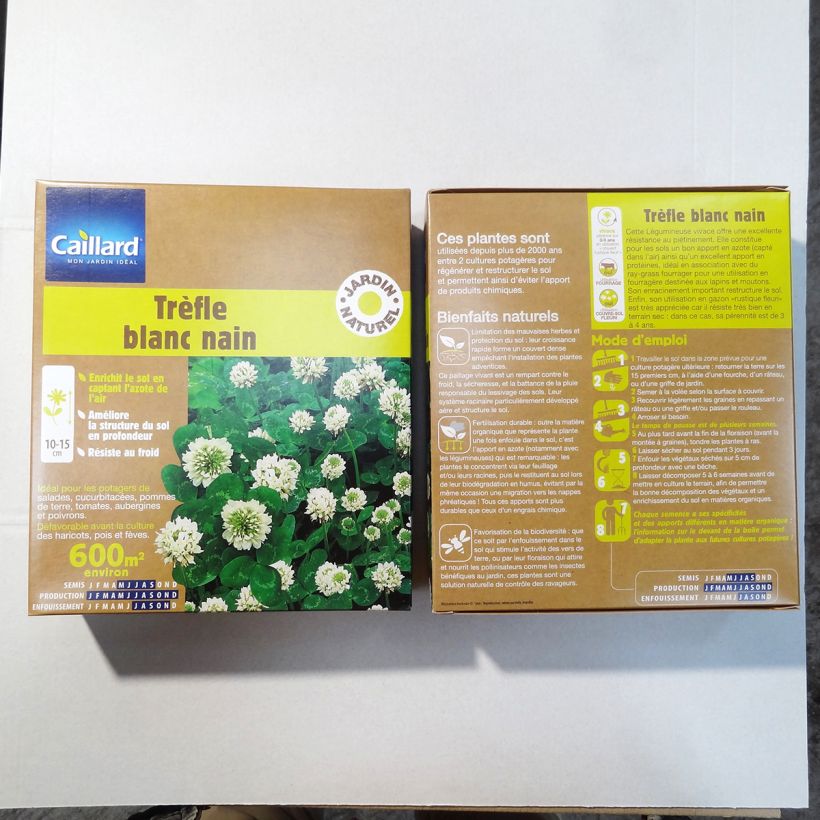 Esempio di esemplare Trifolium repens nain - Trifoglio bianco Semi come consegnato