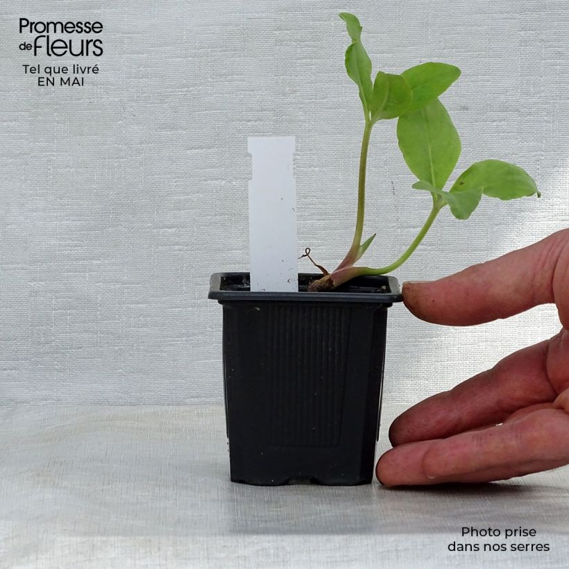 Menyanthes trifoliata - Trifoglio fibrino Vasetto da 8/9 cm esemplare consegnato in primavera