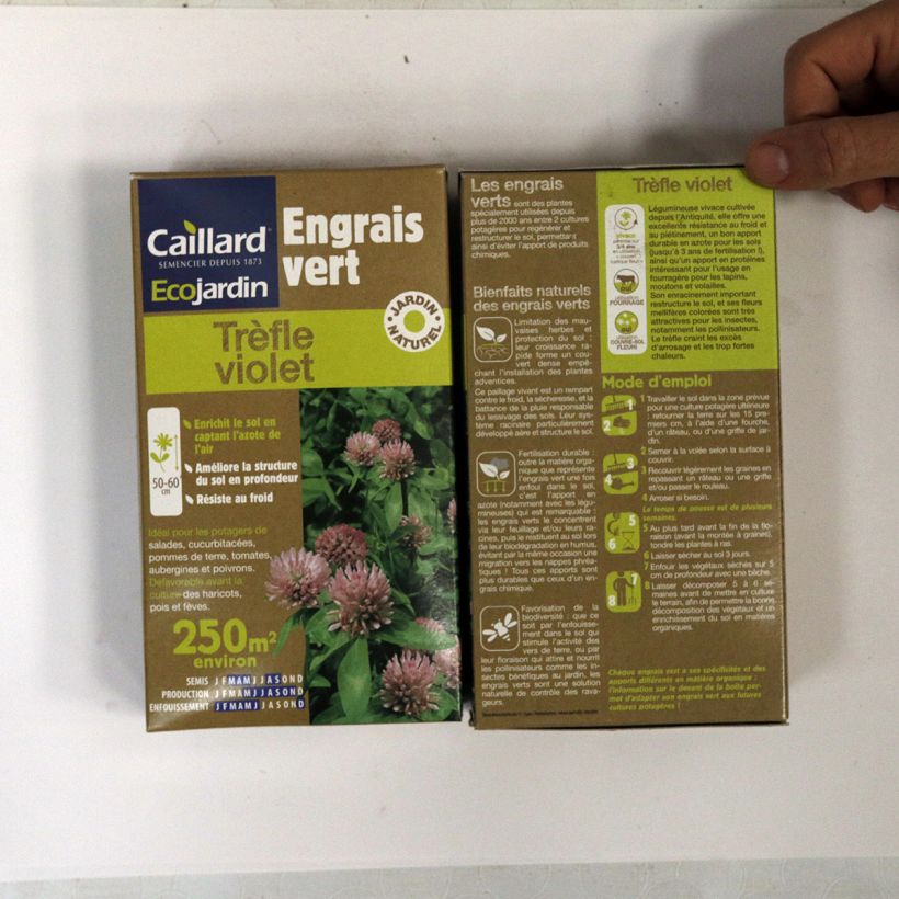 Esempio di esemplare Trifolium pratense - Trifoglio pratense Semi come consegnato