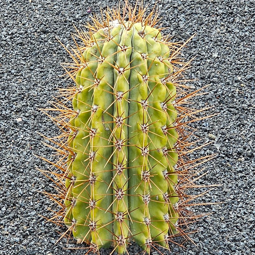 Trichocereus terscheckii (Plant habit)