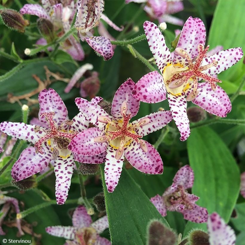 Tricyrtis formosana Pink Freckles (Flowering)
