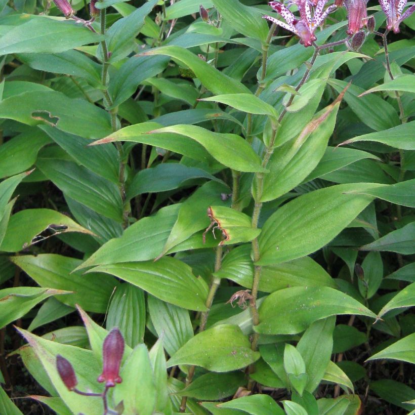 Tricyrtis hirta formosana Sinonome (Foliage)