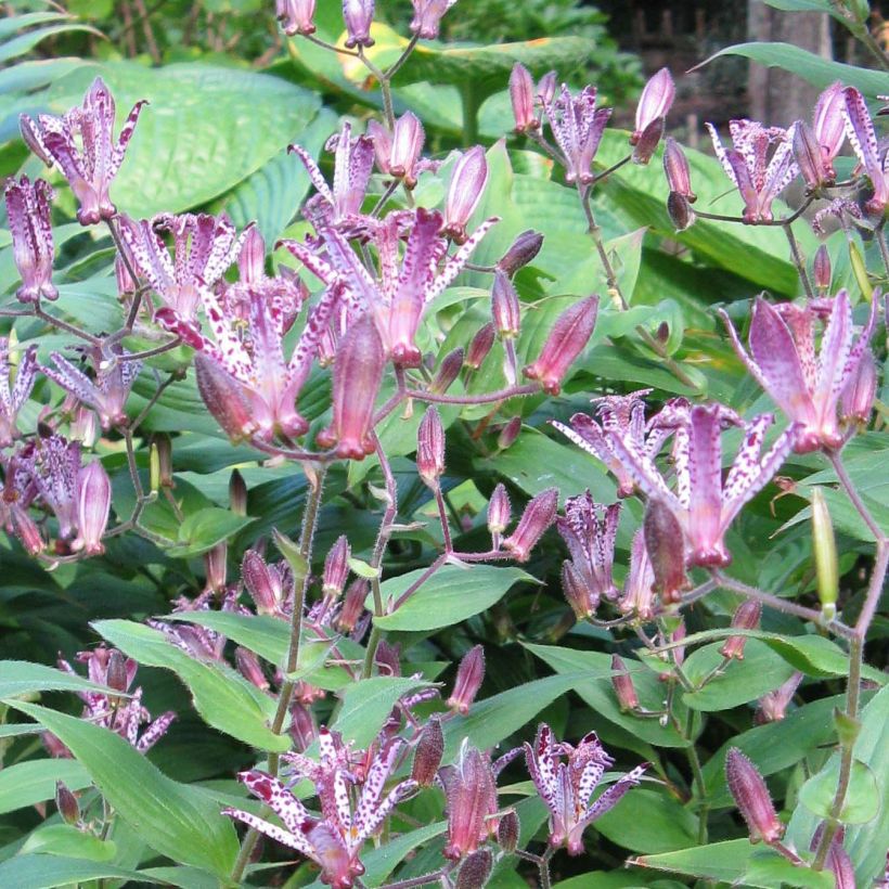 Tricyrtis hirta formosana Sinonome (Flowering)