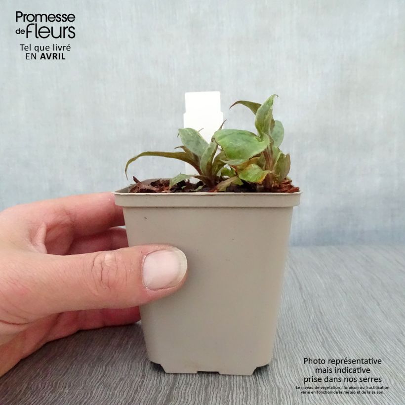 Example of Tricyrtis hirta formosana Sinonome Vasetto da 8/9 cm as you get in printemps