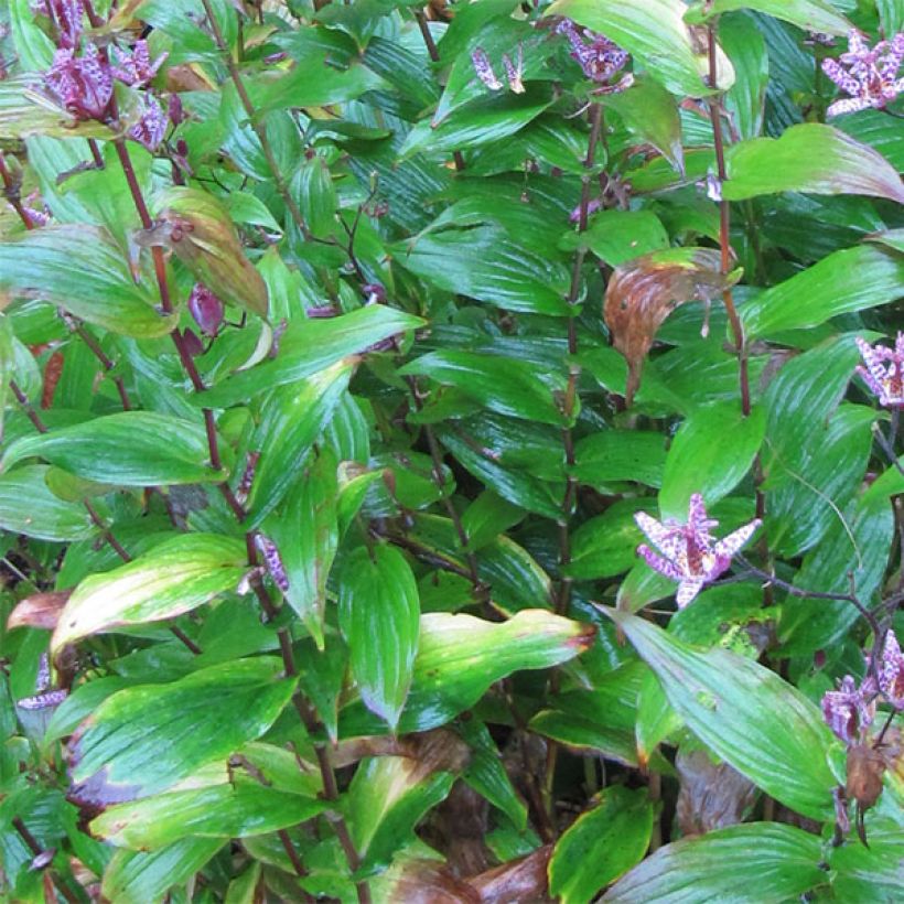 Tricyrtis formosana (Foliage)