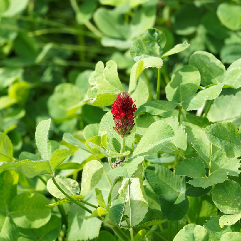 Trifolium incarnatum - Trifoglio incarnato (Foliage)