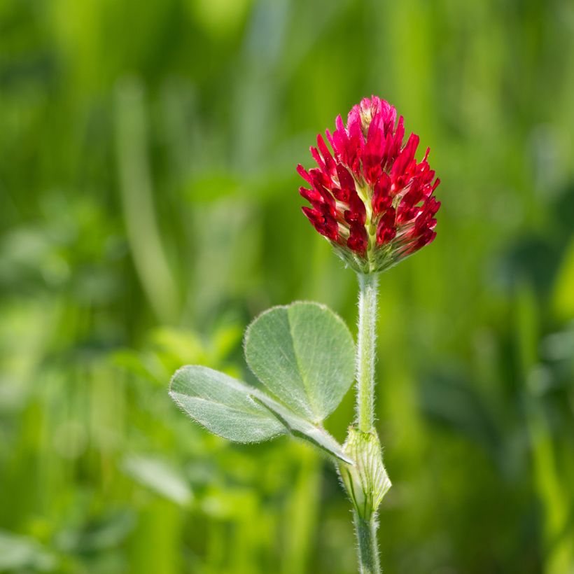 Trifolium incarnatum - Trifoglio incarnato (Flowering)