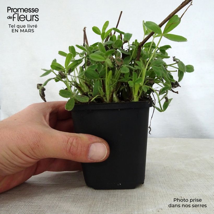 Example of Trifolium ochroleucon - Trifoglio bianco-giallo Vasetto da 8/9 cm as you get in printemps