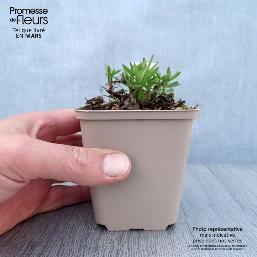 Example of Trifolium rubens Peachy Pink - Trifoglio rosseggiante Vasetto da 8/9 cm as you get in printemps