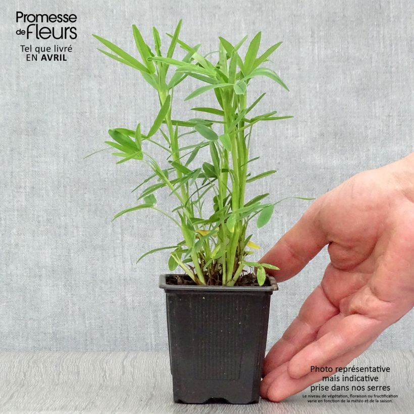 Trifolium rubens - Trifoglio rosseggiante Vasetto da 8/9 cm esemplare consegnato in primavera