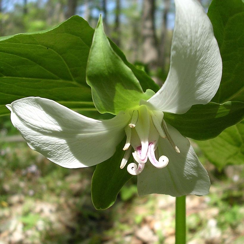 Trillium flexipes (Fioritura)