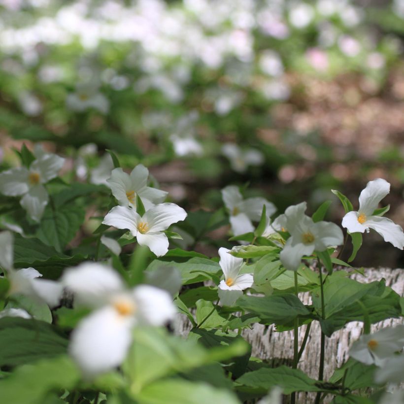 Trillium flexipes (Porto)