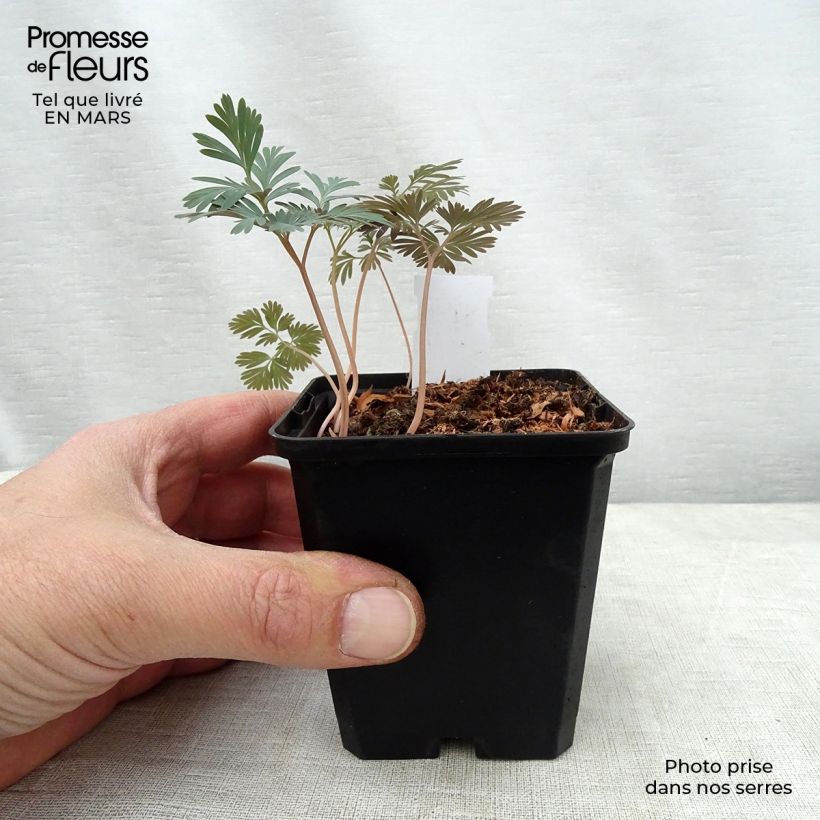 Trillium flexipes Vasetto da 8/9 cm esemplare consegnato in primavera