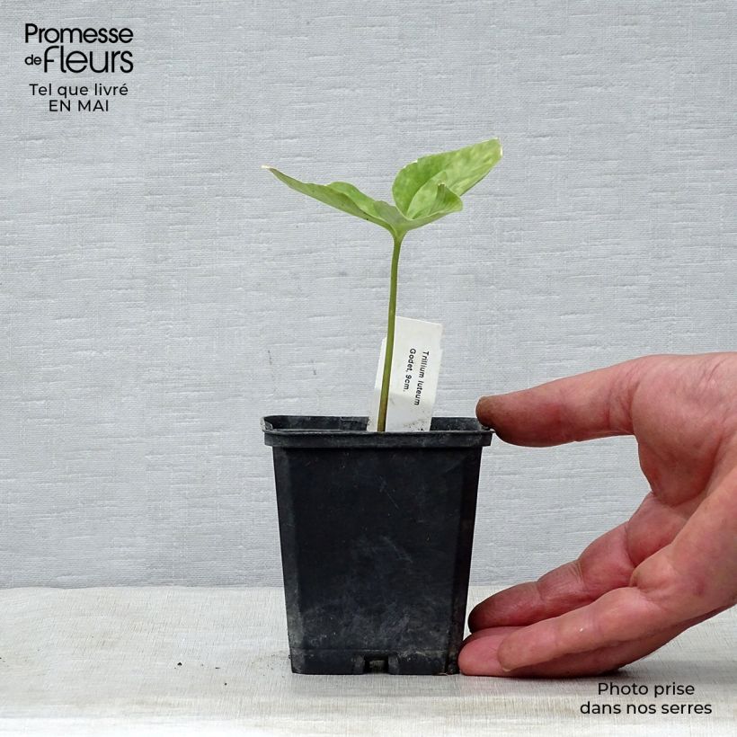 Trillium luteum Vasetto da 8/9 cm esemplare consegnato in primavera