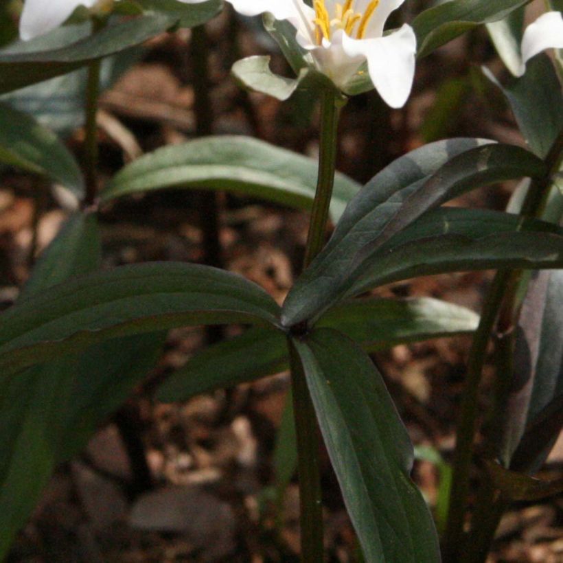 Trillium pusillum (Fogliame)
