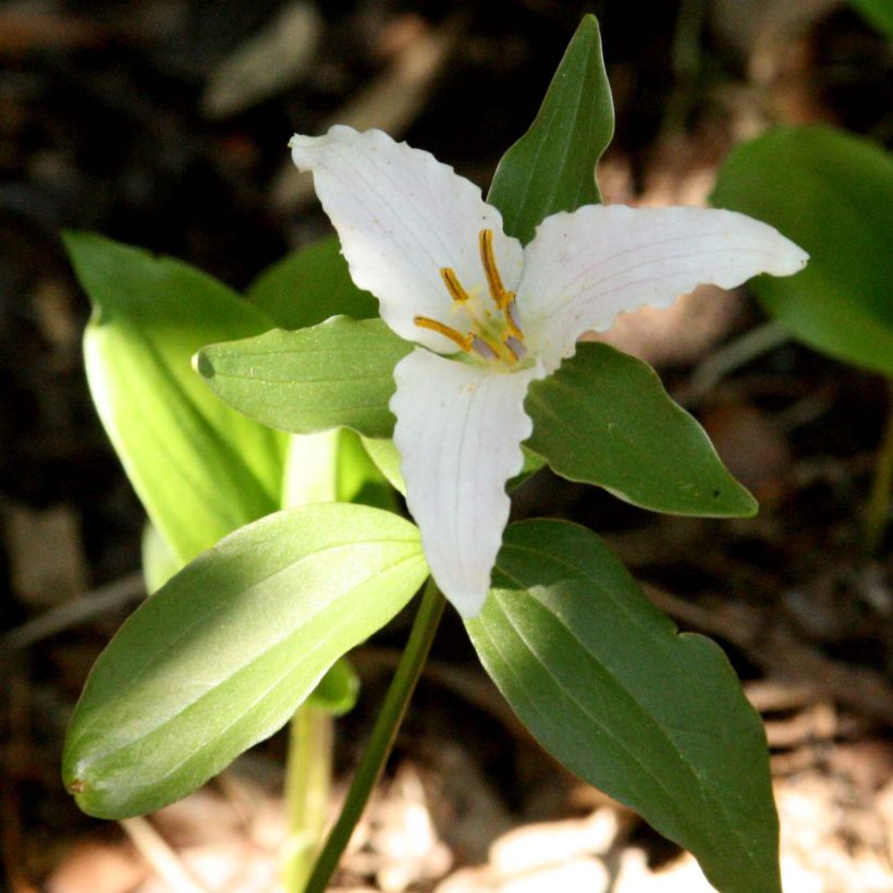 Trillium pusillum (Fioritura)