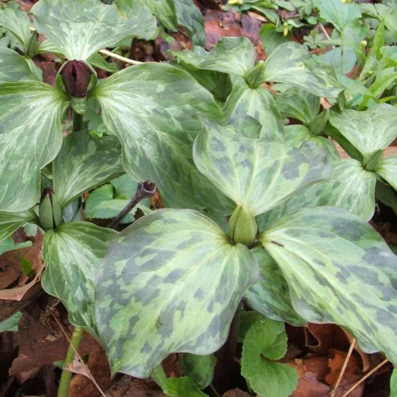 Trillium recurvatum (Fogliame)