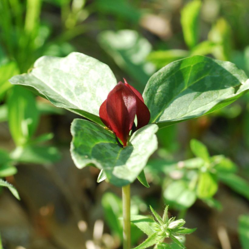 Trillium recurvatum (Fioritura)