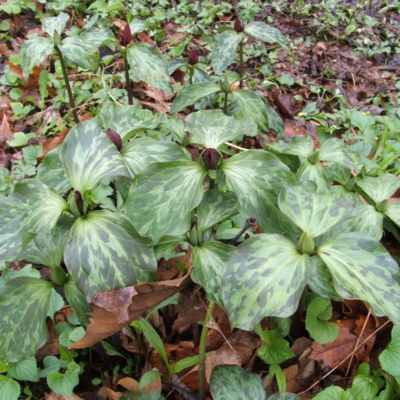 Trillium recurvatum (Porto)