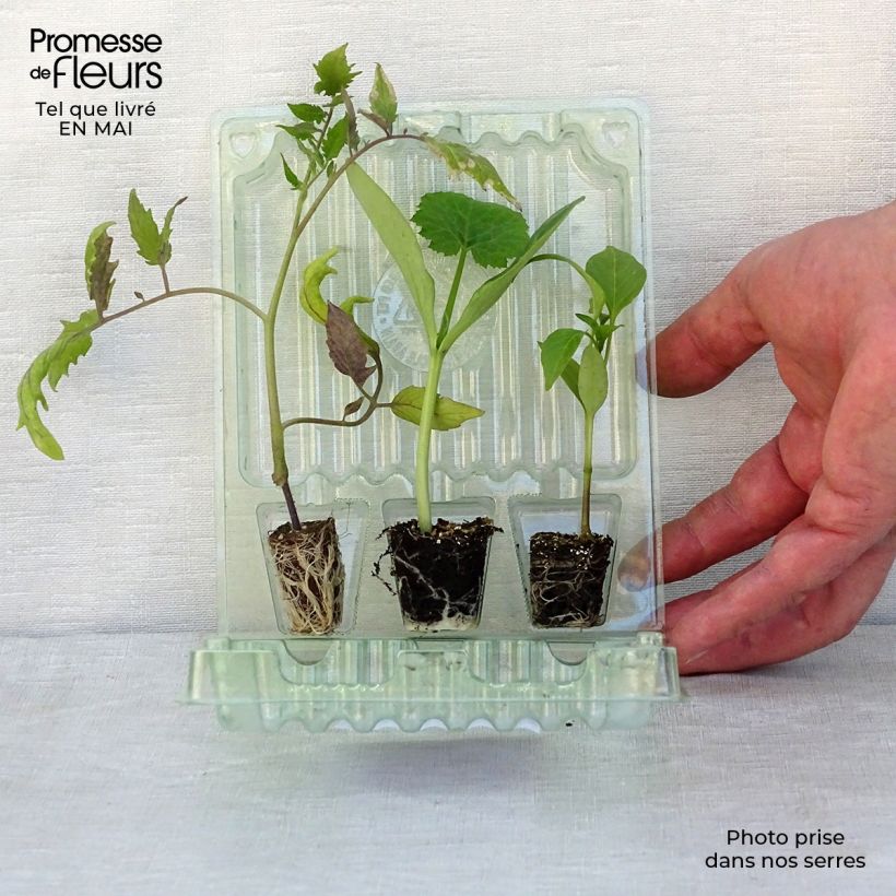 Example of Trio terrazza produttiva con pomodoro, zucchina e peperone as you get in printemps